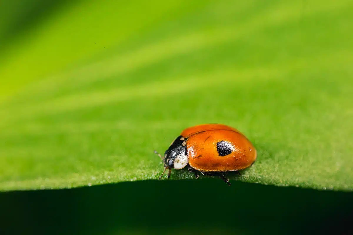 Adalia-bipunctata-insetti-utili Adalia-bipunctata-insetti-utili