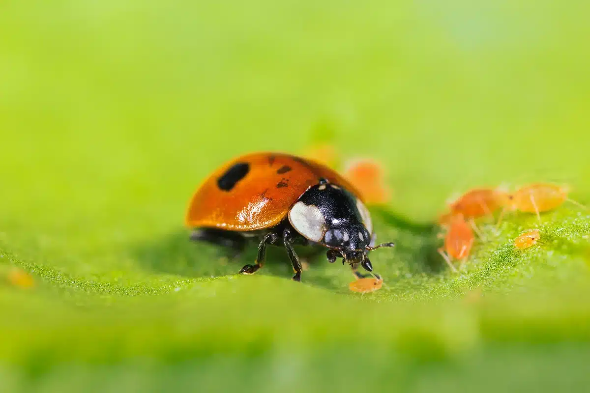 Adalia bipunctata-insetti-utili Adalia bipunctata-insetti-utili