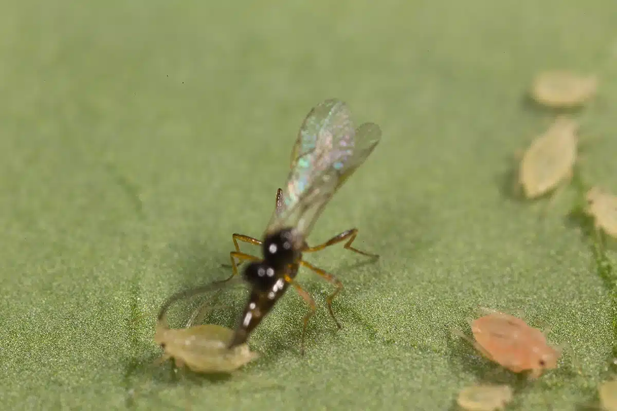 Aphidius ervi-insetti-utili Neoseiulus californicus-insetti-utili