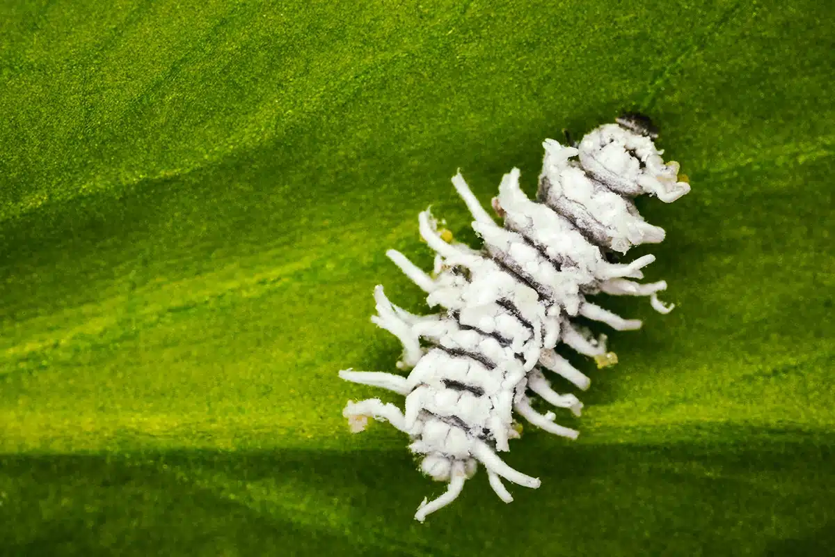 Cryptolaemus montrouzieri--insetti-utili Cryptolaemus montrouzieri--insetti-utili