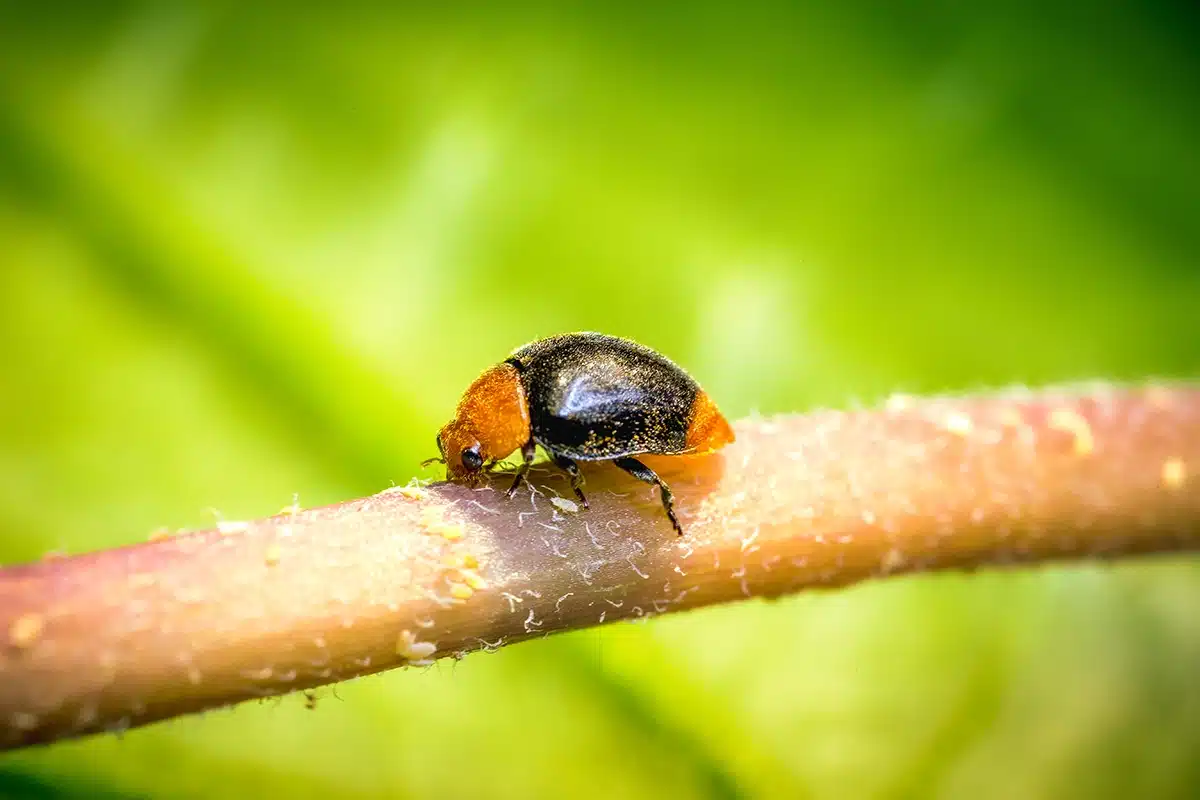 Cryptolaemus montrouzieri-insetti-utili Cryptolaemus montrouzieri-insetti-utili