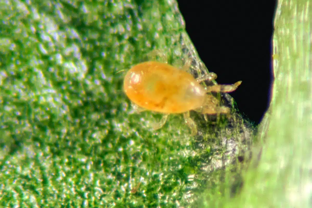 Neoseiulus californicus-insetti-utili Neoseiulus californicus-insetti-utili