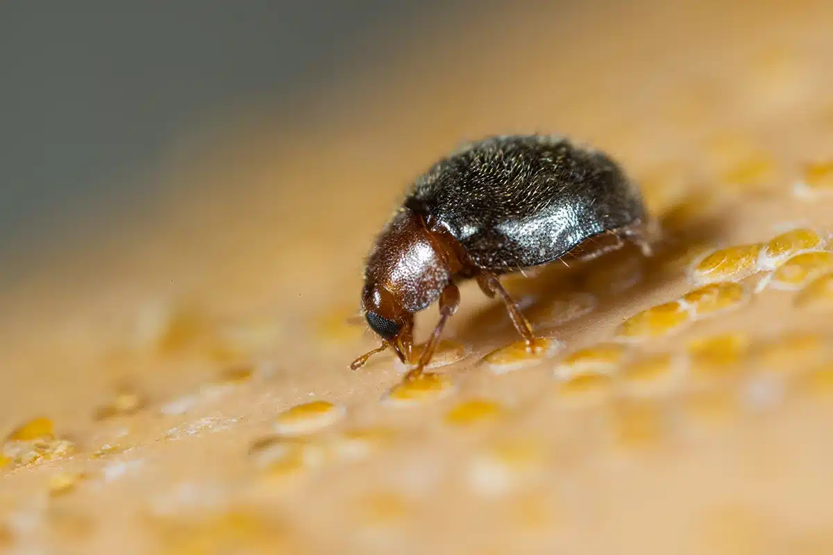 Rhyzobius lophanthae -insetti-utili Rhyzobius lophanthae -insetti-utili